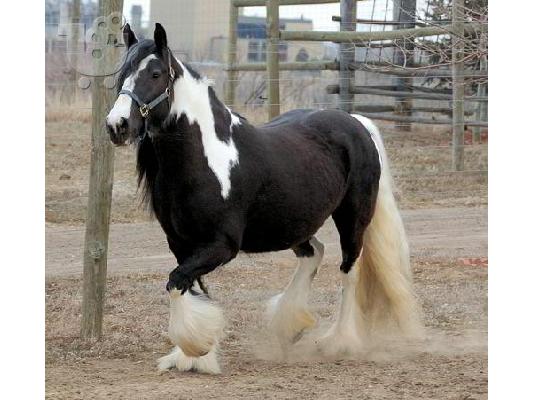 PoulaTo: εκπληκτικό άλογο για αρχάριους Παλιός Αγγλικός Ποιμενικός